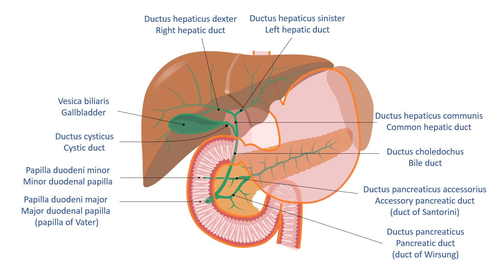 Jmarchn Biliary System Latin And English Labels Anatomytool